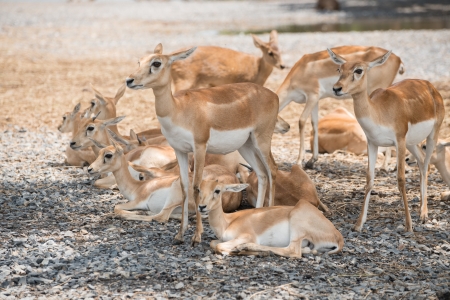 Group of Deerの写真素材