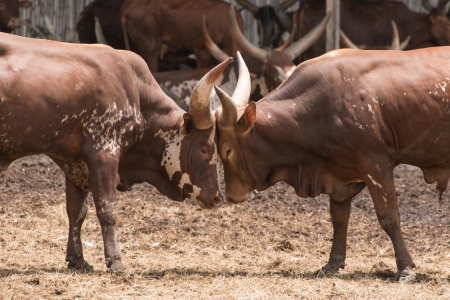 Bison fightingの写真素材
