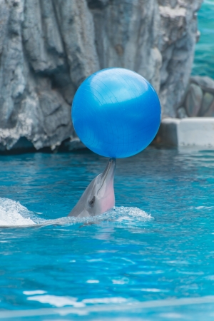Dolphin with blue ballの写真素材