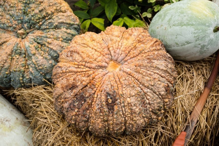 Thai Pumpkinの写真素材