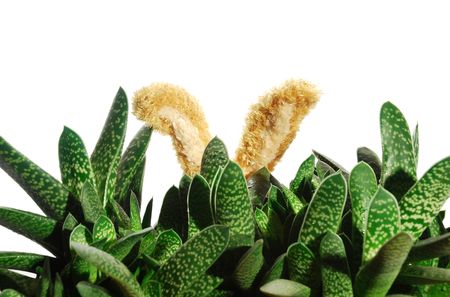 ears in the grassの写真素材