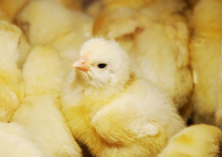 young yellow chickens on a poultry farm の写真素材