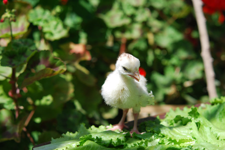 Small baby chicken outdoorsの写真素材