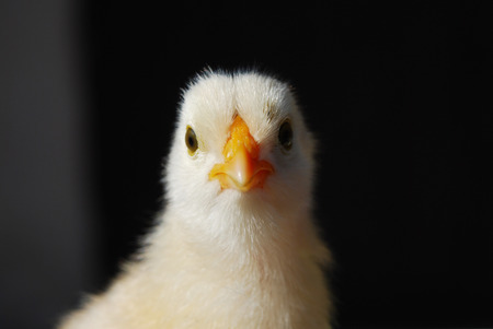 Small baby chicken outdoorsの写真素材