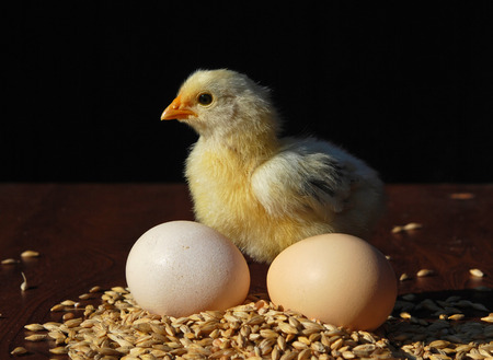 The little baby chicken on the farmの写真素材