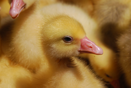 The little yellow duckling on the farm