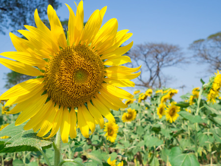 CloseUp sunflower with sunflowers garden and blue sky blurred backgroundの写真素材