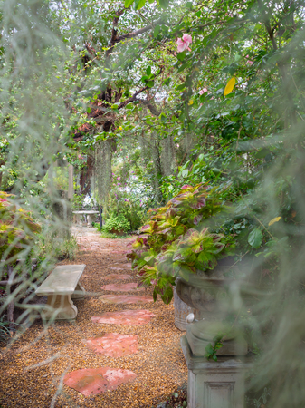 Walkway deep in to the park with spanish moss blurred foregroundの写真素材