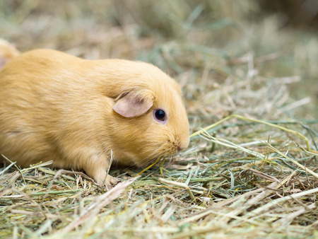 Guinea pig find food on grass space for textの写真素材