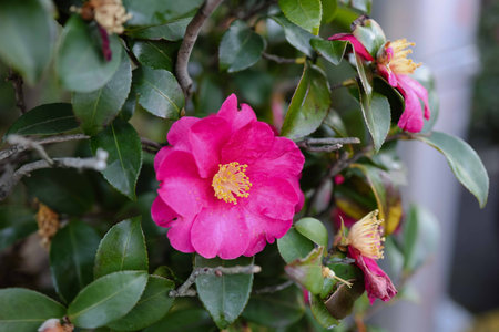Camellia flower in full bloom in a garden in springの写真素材