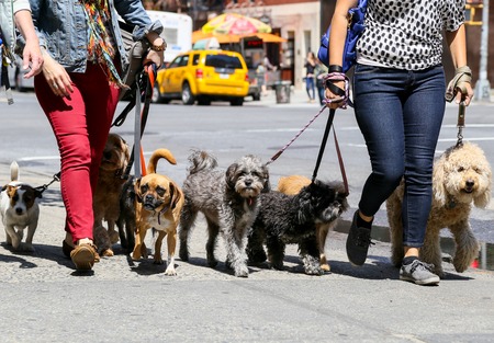 Two women walking eight dogs in New Yorkのeditorial素材
