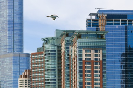 Seagull and Skyscrapers in Chicagoの写真素材