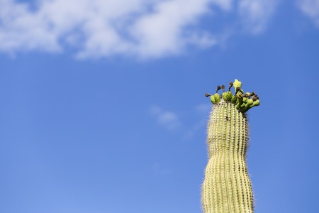 Top of a saguaro cactus with blue sky in Arizona, USAの写真素材