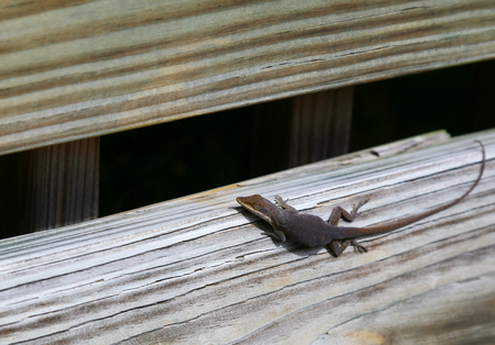 A lizard sunbathing on a wooden fence looking at the spectator.
