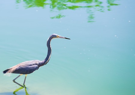 A tricolored heron wading through the water in Florida.