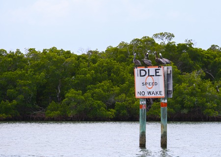 A group of Brown pelicans sitting and resting on a speed limit-sign in the waters of Estero in Fort Myers Beach.のeditorial素材