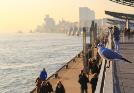 Promenade in the port of Hamburg with a seagull sitting on a railing in front and people walking by.の写真素材