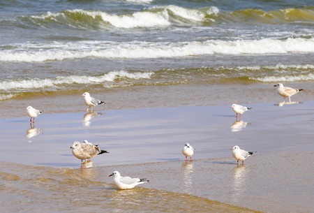 Seabirds on a Sandbank in the breakwater.の写真素材
