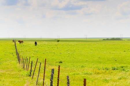 Two horses in a paddock in the green pastures of the Flint Hills region in Kansas.の写真素材