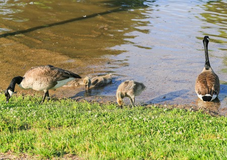 Family of Canada geese on a river bank.の写真素材