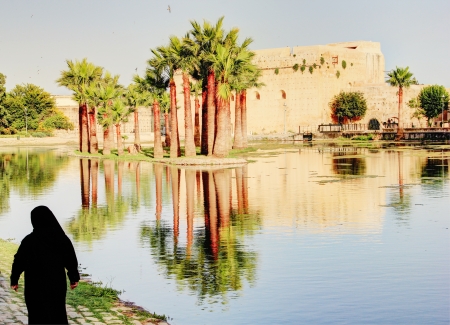 Palm trees in Fez, Moroccoの写真素材