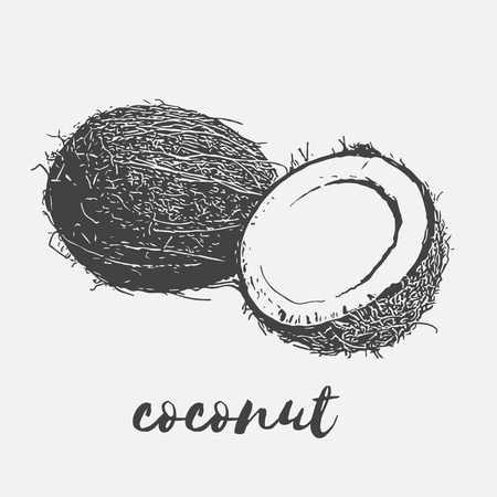 ripe coconut vegan useful and rich in vitaminsのイラスト素材