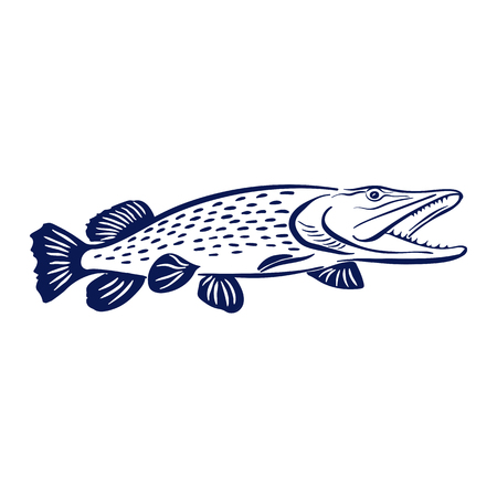 pike fish illustrationのイラスト素材