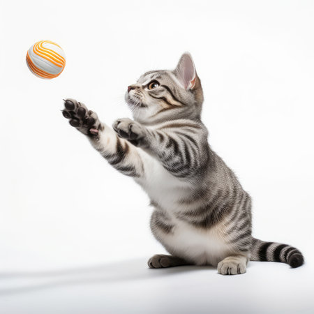 American Shorthair cat standing on hind legs and playing ball, isolated on transparent background. Front view of cat playing cutout.の素材