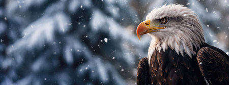 Close-up of American Bald Eagle in the snow and Space for text.の素材