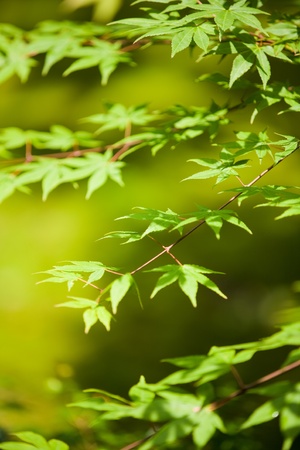 The fresh greenãmapleの写真素材