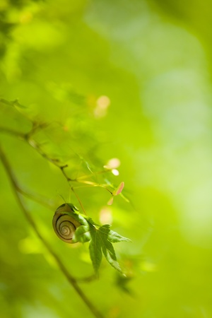 A snailの写真素材