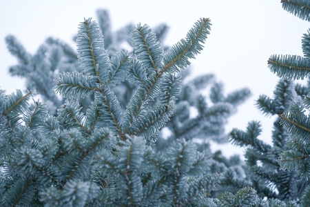 the rime on trees