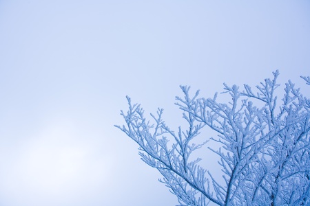 the rime on treesの写真素材