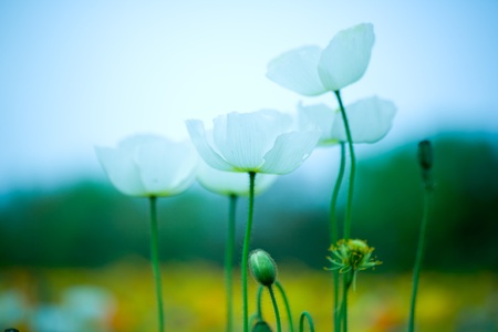 A flower and bud of the poppyの写真素材