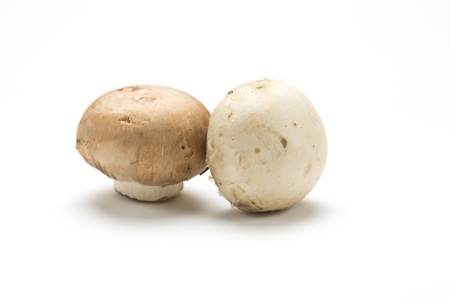 Mushrooms on the White backgroundの写真素材
