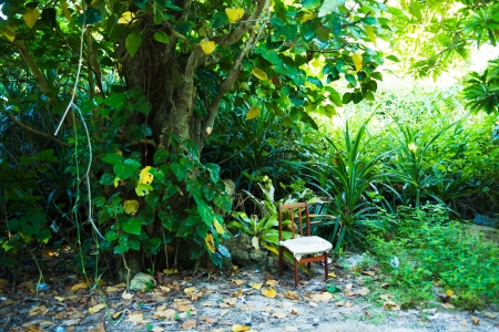 One only chair of the forestの写真素材