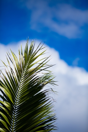  leaf of the palm and the skyの写真素材