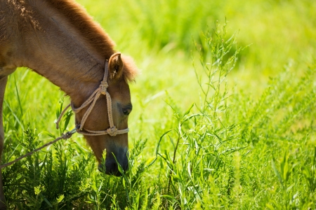 The horse which eats grassの写真素材