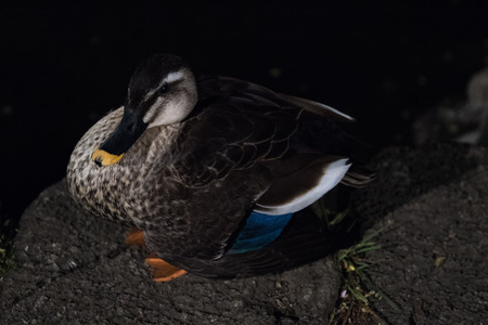 Duck and nightの写真素材