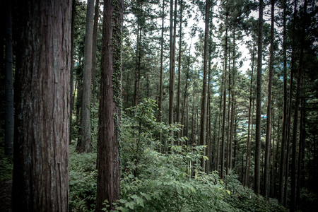 path in forestの写真素材