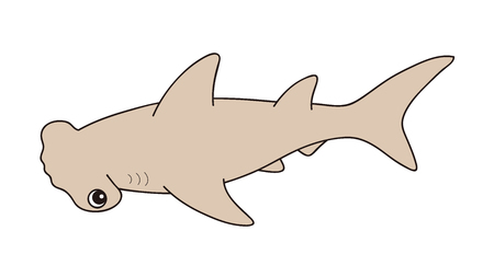 Hammerhead sharkの写真素材