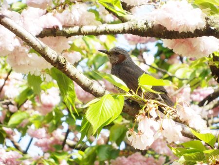 Hydrangea stopping at the cherry tree Photoの写真素材