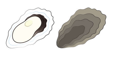 Oyster Set of Seas and Seashells Illustrated Vector