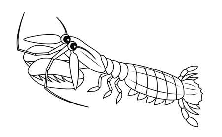 Shako Character Illustration coloring page
Oratosquilla oratoria Hoplocarida Character Illustration Coloringの写真素材