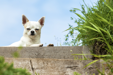 chihuhua white dog lies on a background of the skyの写真素材