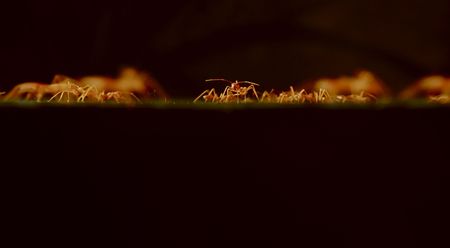 Ant in actionの写真素材