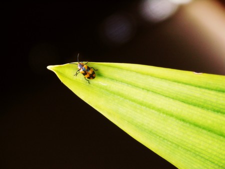 Ladybug on Leafの写真素材