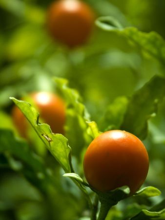 Orange Fruitの写真素材