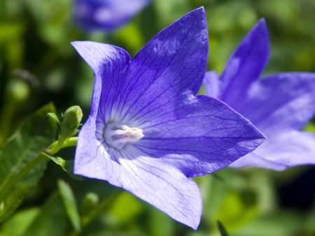 Purple Flower in the Gardenの写真素材