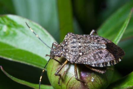 Brown marmorated stink bug also known as a Halyomorpha halys Stal